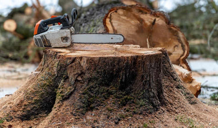 Abattage d'arbres Sagone