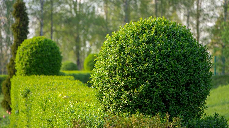Élagage d'arbres Bastelicaccia